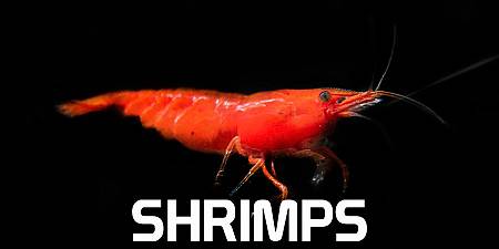 Shrimp & Lobster