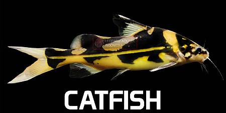 Catfish