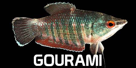 Gourami