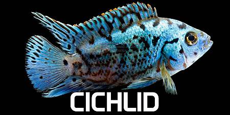 Cichlid