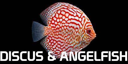 Angelfish & Discus