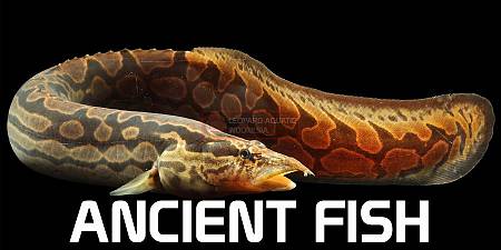 Ancient Fish