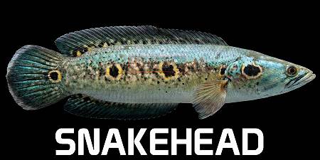 Snakeheads