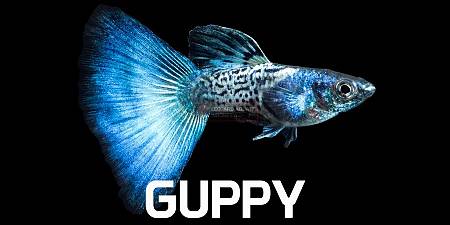 Guppy & Endlers
