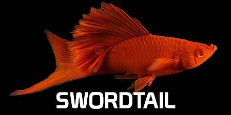 Swordtail