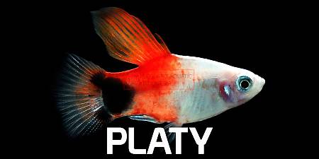 Platy