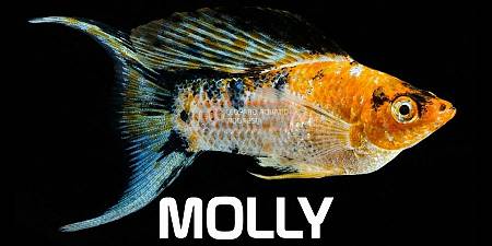 Molly