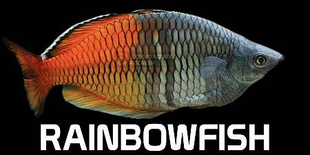 Rainbowfish