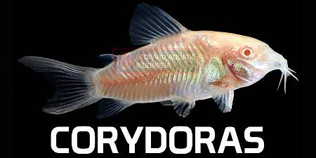 Corydoras