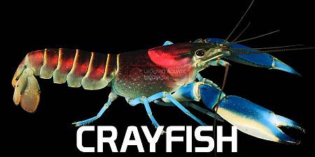 Crayfish