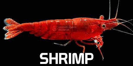 Shrimp