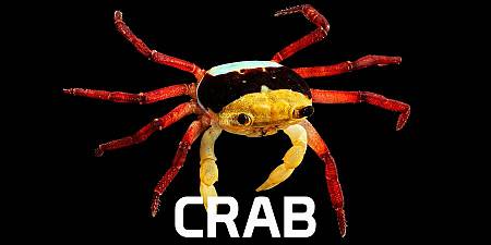 Crab