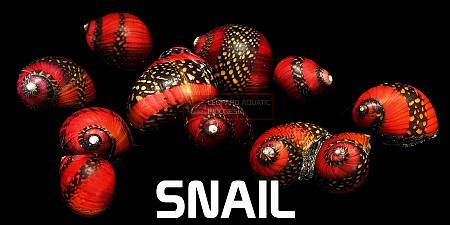 Snail