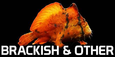 Brakish Fish  & others