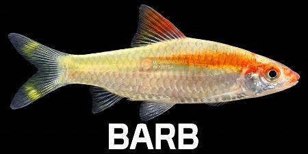 Barb