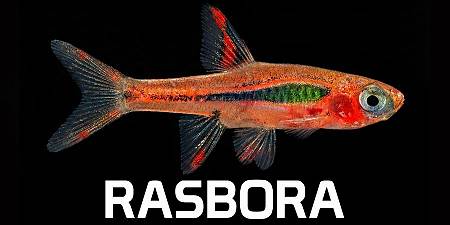 Rasbora