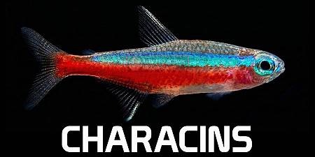Characin