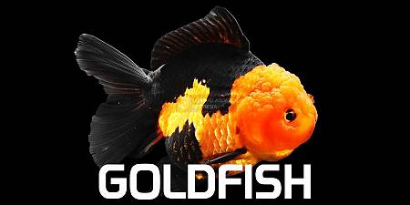 Goldfish