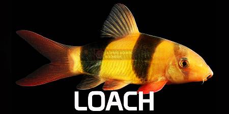 Loach