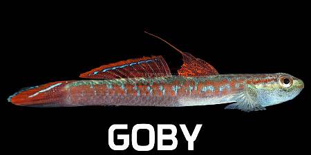 Goby