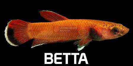 Betta