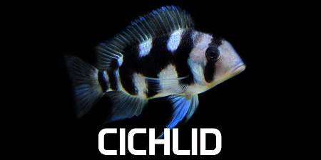 Cichlid & Angelfish