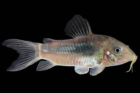 A002B Corydoras aeneus (Osteogaster aeneus)