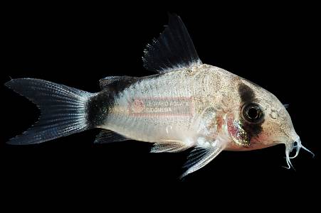 A004A Bandit Corydoras (Hoplisoma metae)