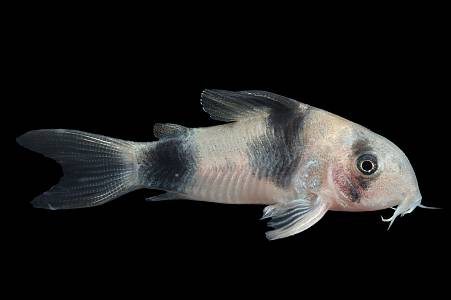 A012A Corydoras Weitzmani (Hoplisoma weitzmani)