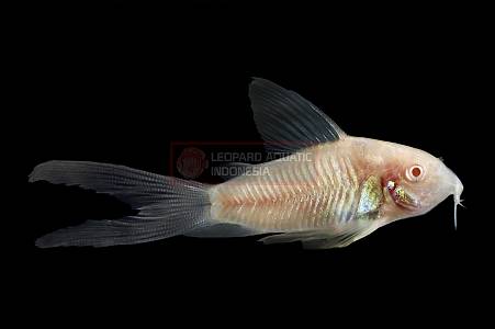A013A Corydoras aeneus albino longfin (Osteogaster aeneus)
