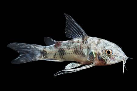 A015A Corydoras Pepered Longfin (Hoplisoma paleatus)