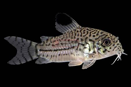 A021A Corydoras trilineatus (False Julii) (Hoplisoma trilineatus)