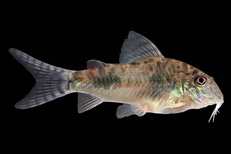 A025A Corydoras Longnose Reynoldsi (Hoplisoma aff.reynoldsi)