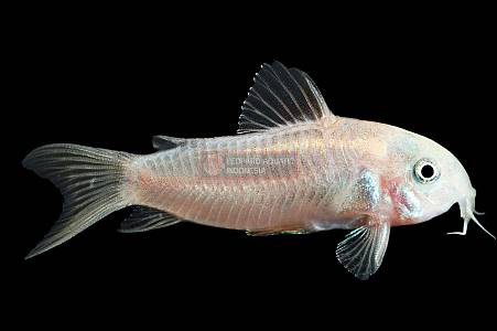 A029A Corydoras Red Laser (CW014)