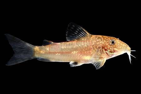 A030A Golden Banded Corydoras (Scleromystax barbatus)