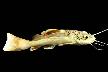 B034A Redtailed Catfish (Phractocephalus hemioliopterus)