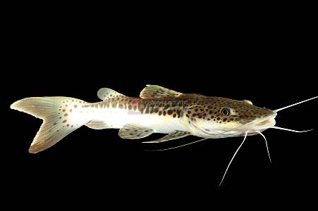 B035A Yellow Tail Cat Fish (P. hemiliopterus x p.fasciatum)