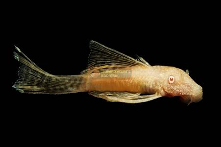 B050A Ancistrus L144 Albino Longfin