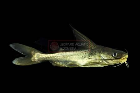 B084A Hemiarius dioctes