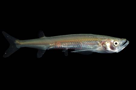 B103A Giant Sword Minnow (Macrochirichthys macrochirus)