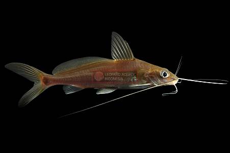 B105A Nemurus Catfish (Hemibagrus nemurus)