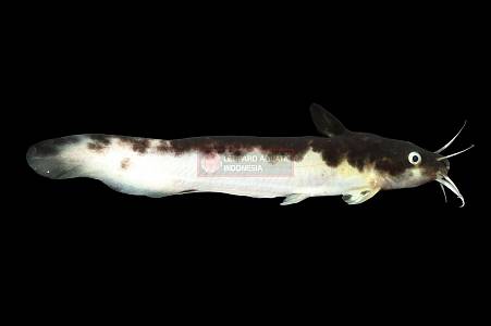 B108A Panda Tandan Catfish (Tandanus tandanus)