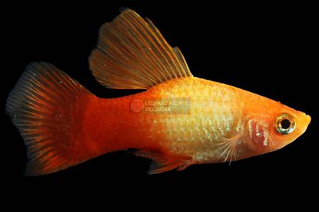 E016A Sunset Platy Highfin Male