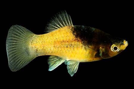 E021A Bumblebee Platy