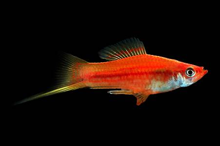 E022B Red Swordtail