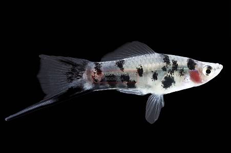E119B Panda Swordtail