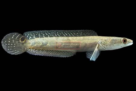 G060A Channa Yellow Sentarum (Channa marulioides)