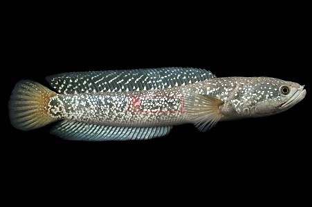 G072A Channa asiatica Kalimaya (Channa asiatica)