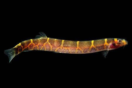 H011A Mahakam Kuhli Loach (Pangio alternans)