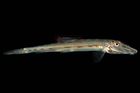 H012A Horseface Loach (Acantopsis dialuzona)